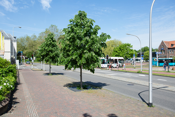 GreenBlue Urban RootSpace boombunker Groene Wal Deventer